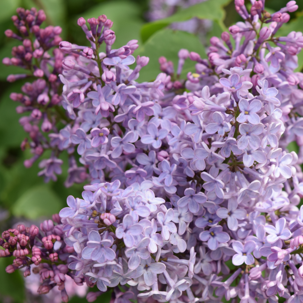 Lilas laciniata - syringa laciniata 40/60 cm pot 3l