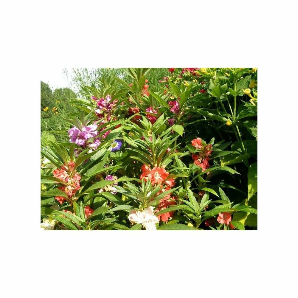 Balsamine camÃ©lia extra double variÃ©e