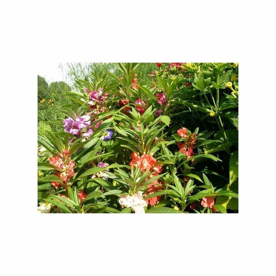 Balsamine camélia extra double variée