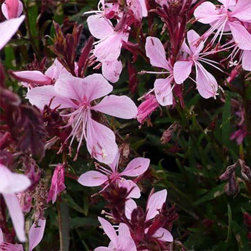 Gaura lindheimeri 'blaze'® pot de 2l/3l