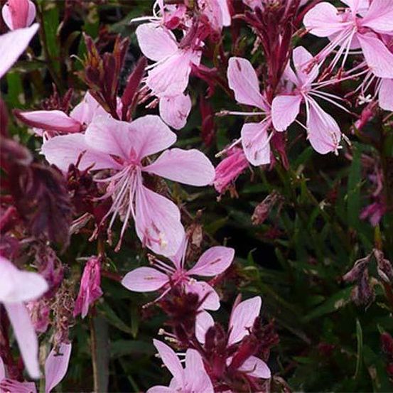 Gaura lindheimeri 'blaze'® pot de 2l/3l