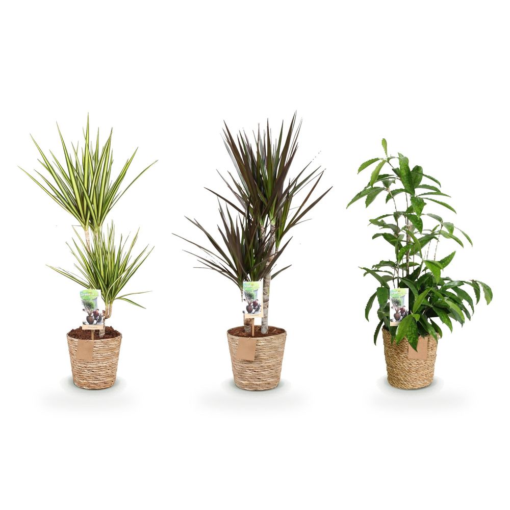 Trio dragonniers en panier — dracaena magenta, sunray & surculosa
