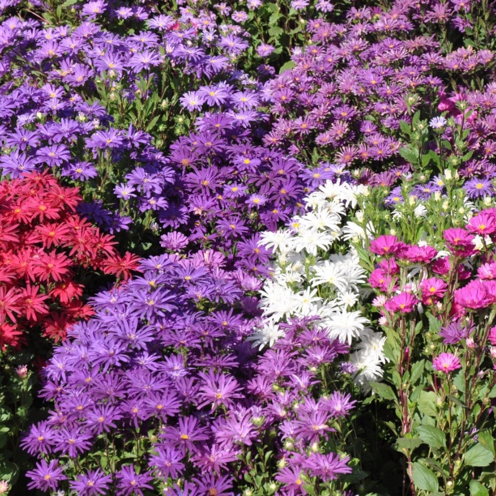 Graines de fleurs, graines de calendula mixte pour pot, environ 400 graines par paquet, 5 paquets