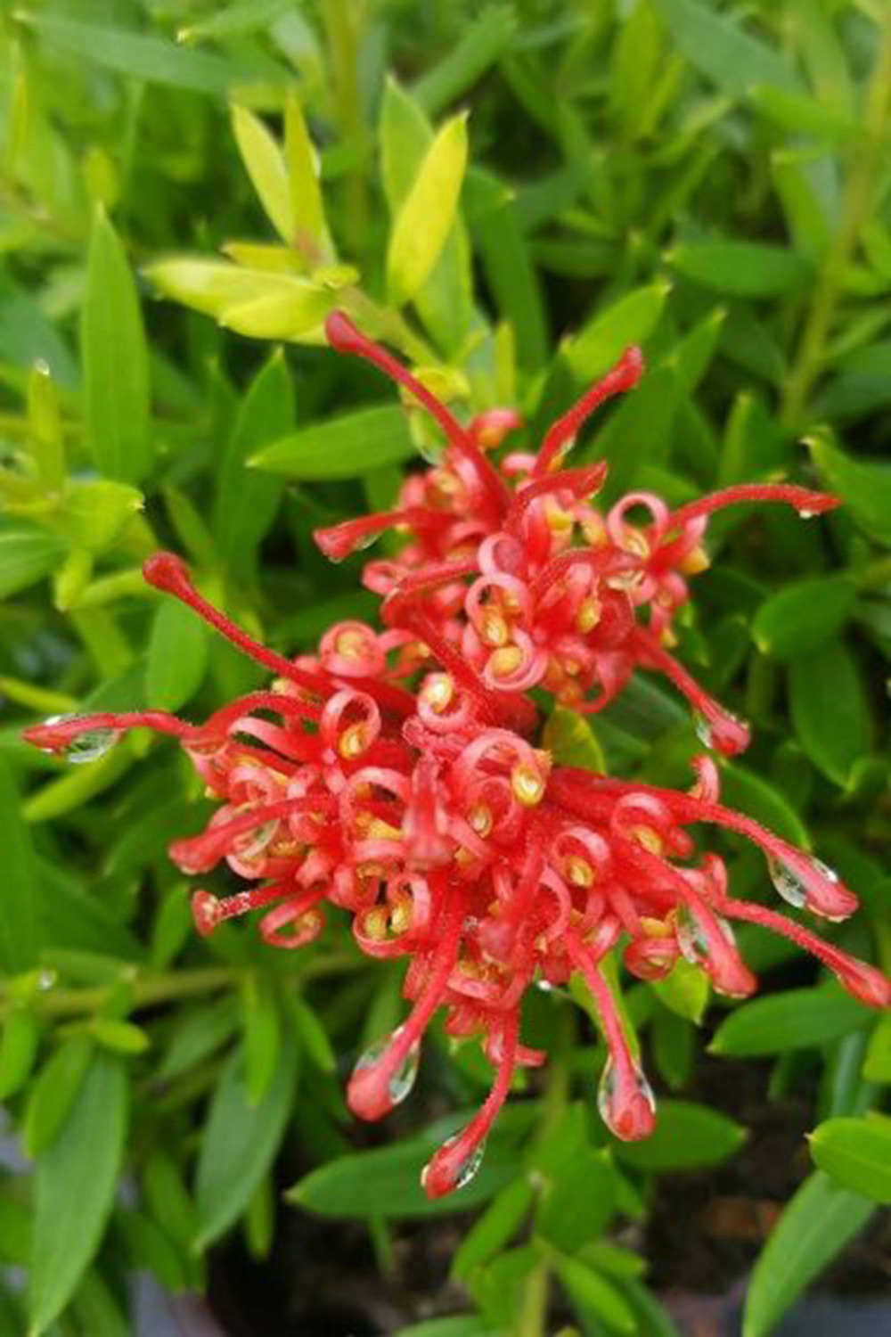 Grevillea 'new blood' - en pot de 3 litres