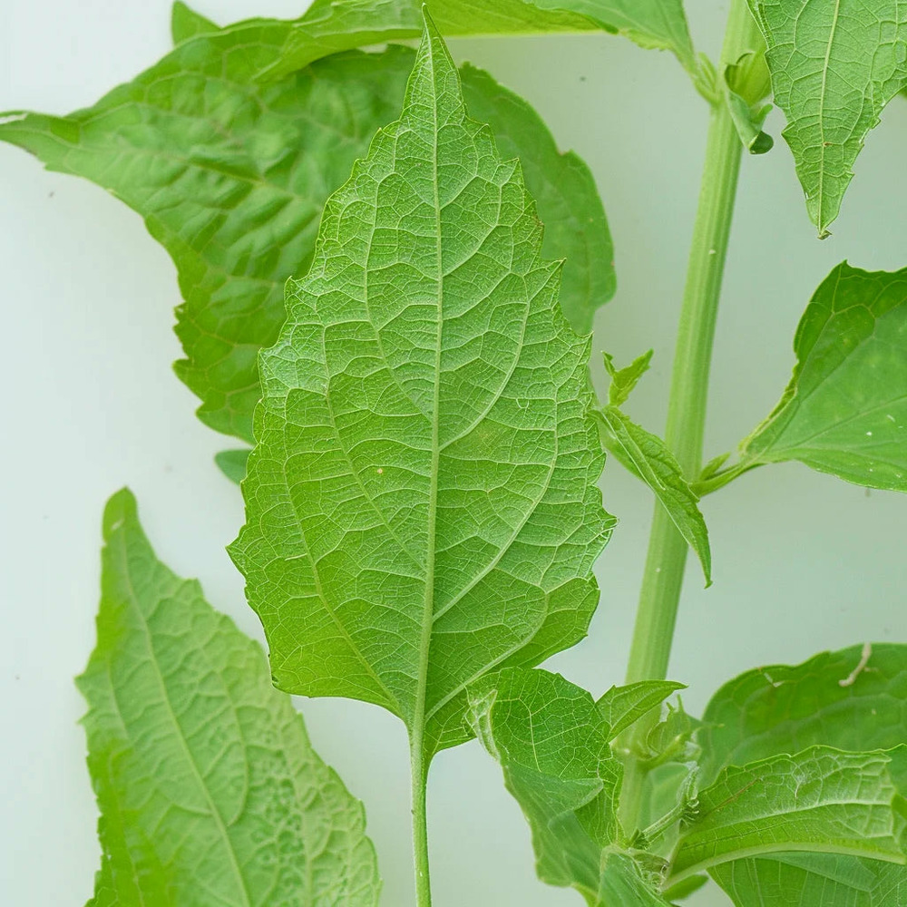 120 graines d'arroche verte - semisauvage permaculture
