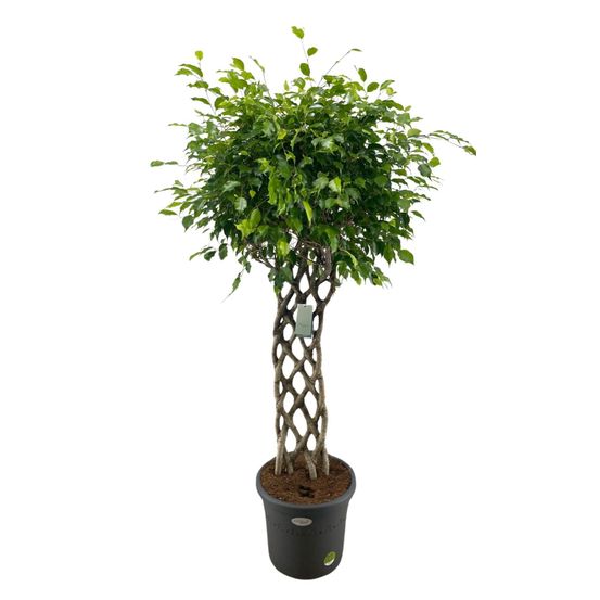 Ficus benjamina tressé - figuier pleureur - h 150 cm
