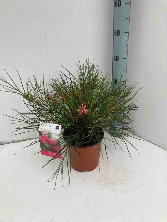 Grevillea johnsonii (grevillea de johnson ou fleur d'araignée de johnson,) pot de 6 litres - 100/120 cm