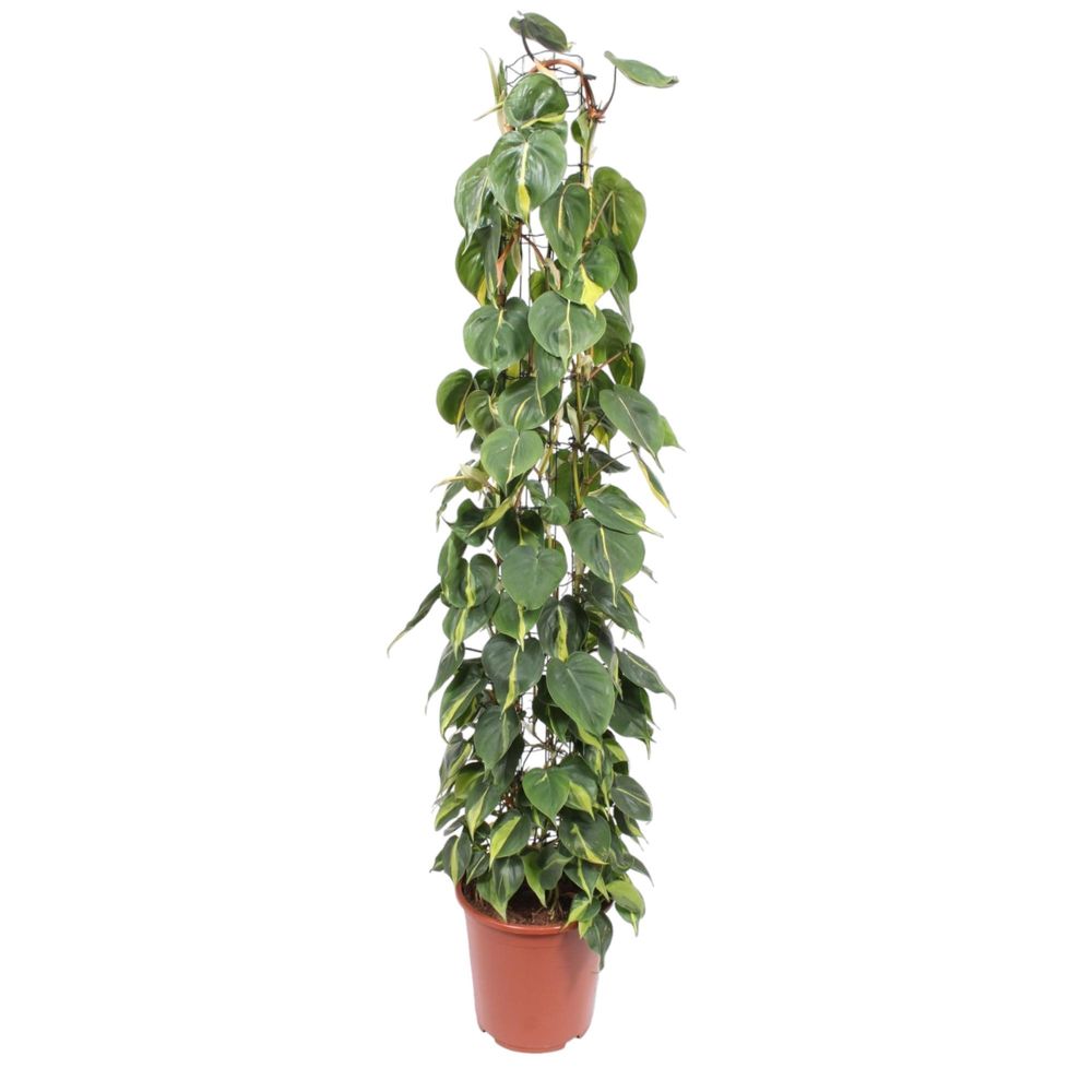 Philodendron green wonder - plantes d'intérieur