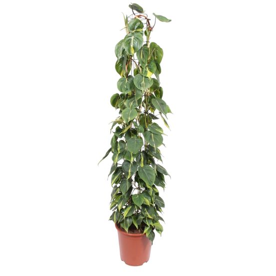 Philodendron green wonder - plantes d'intérieur