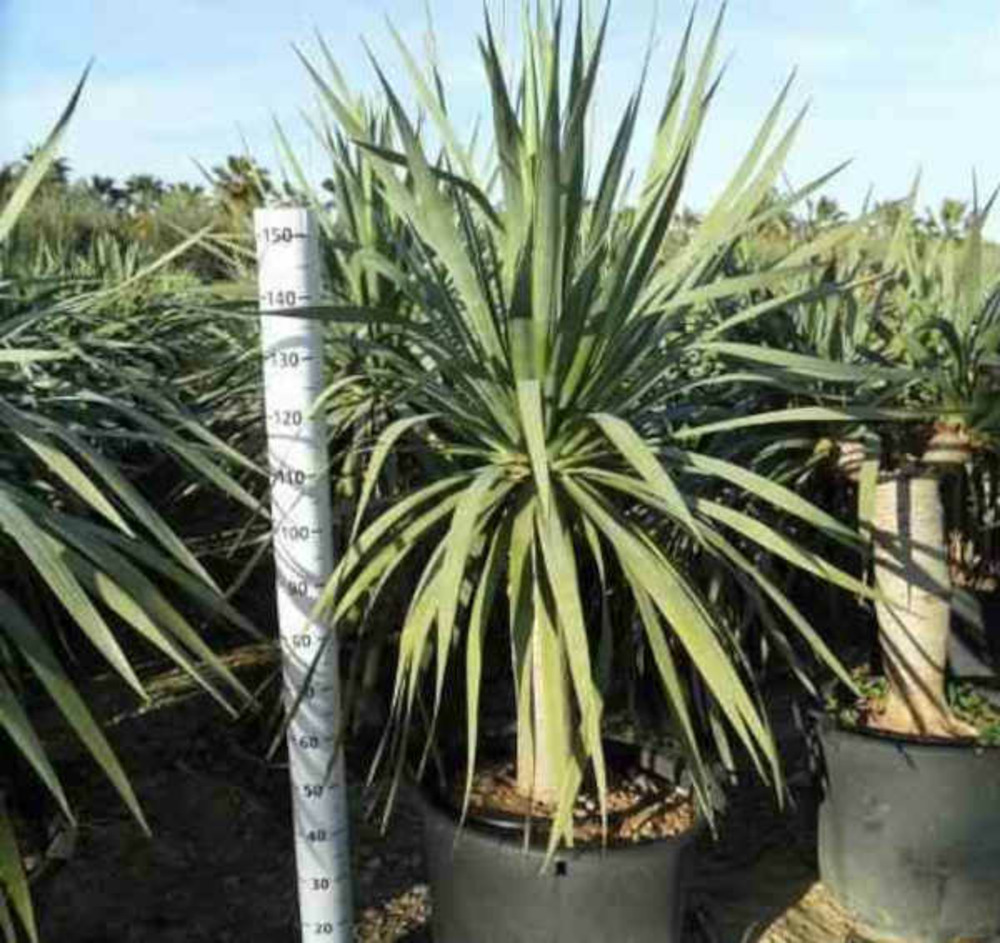 Dracaena draco (dragonnier des canaris) pot de 65l 100/125cm