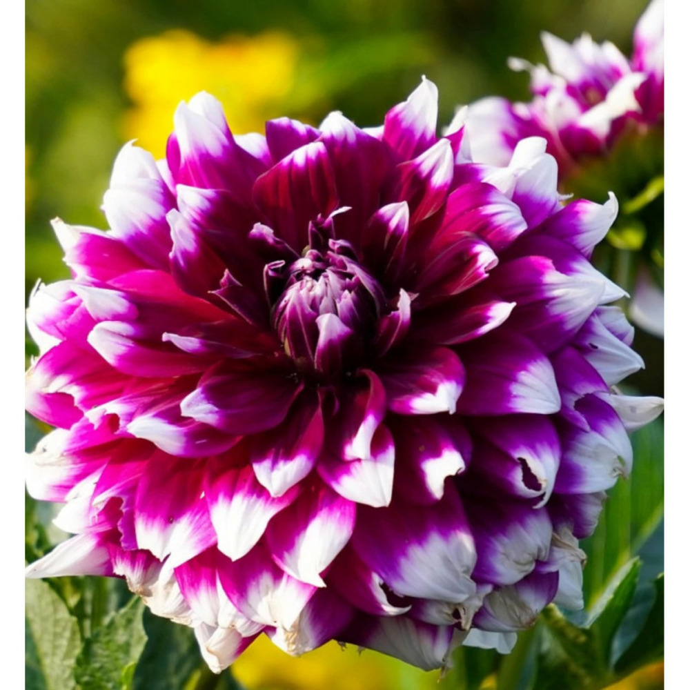 Bulbe de dahlia décoratif contraste sachet de 1 bulbe