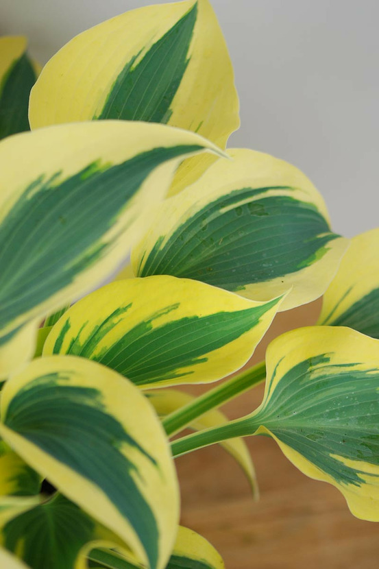 Hosta hybride 'autumn frost' - en pot de 3 litres