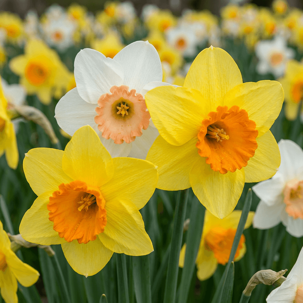 Narcisse en mélange (narcissus) - floraison printanière - calibre 10/12 - 160 bulbes