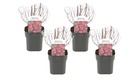 Spirée japonaise 'rose foncé' - set de 4 - pot 17cm - hauteur 25-40cm