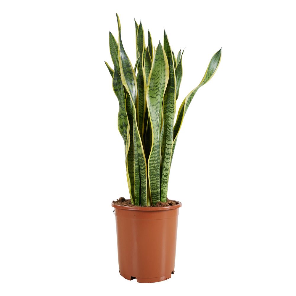 Sansevieria laurentii - langue de belle-mère - plantes d'intérieur - p. 21 cm - h. 70-90 cm