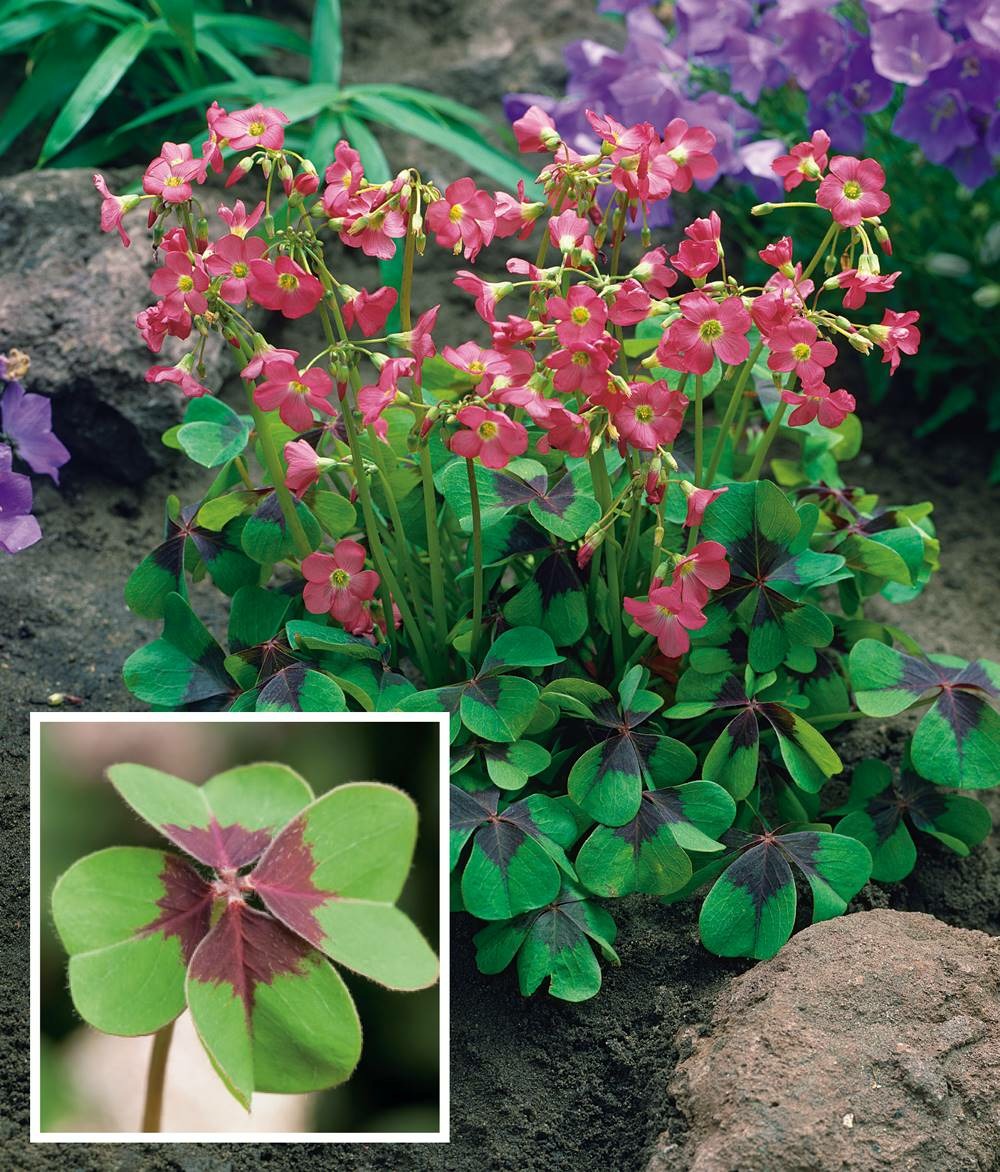 Oxalis deppei ou trèfle à 4 feuilles