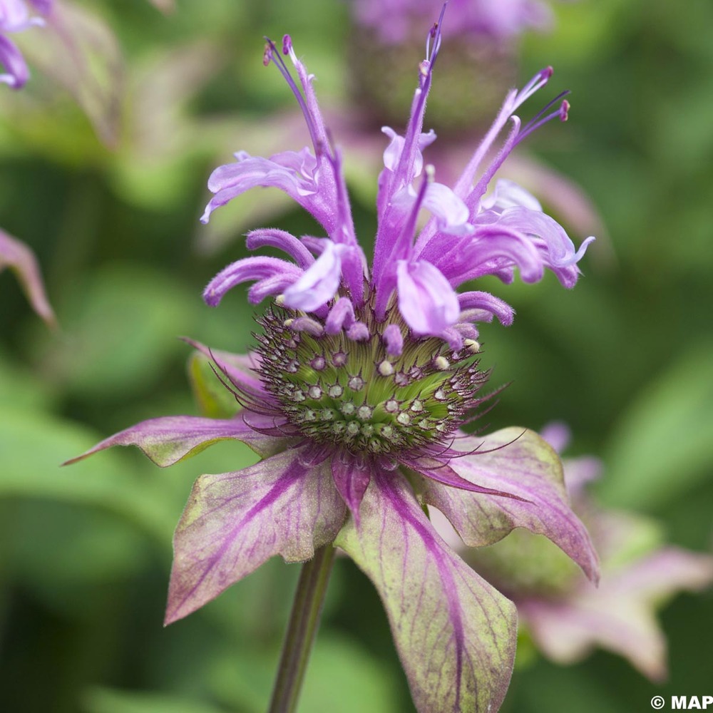 Monarde 'menthifolia' godet de 8/9 cm