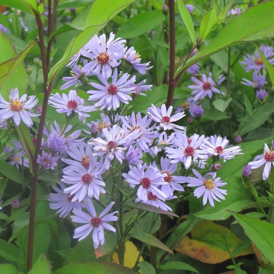 Aster à feuilles en coeur 'little carlow' godet de 8/9 cm