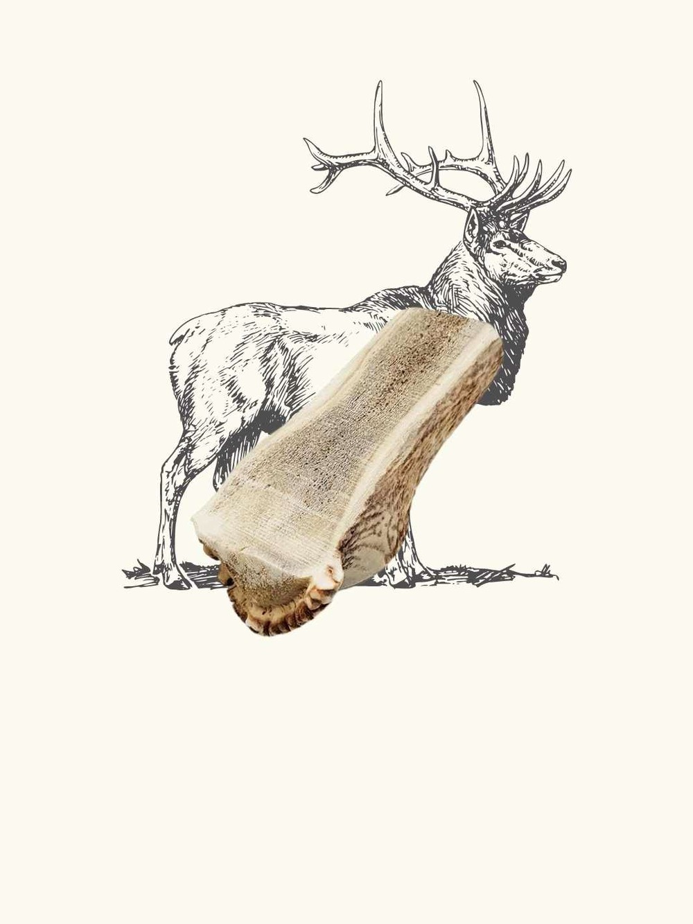 Bois de cerf tranché chien