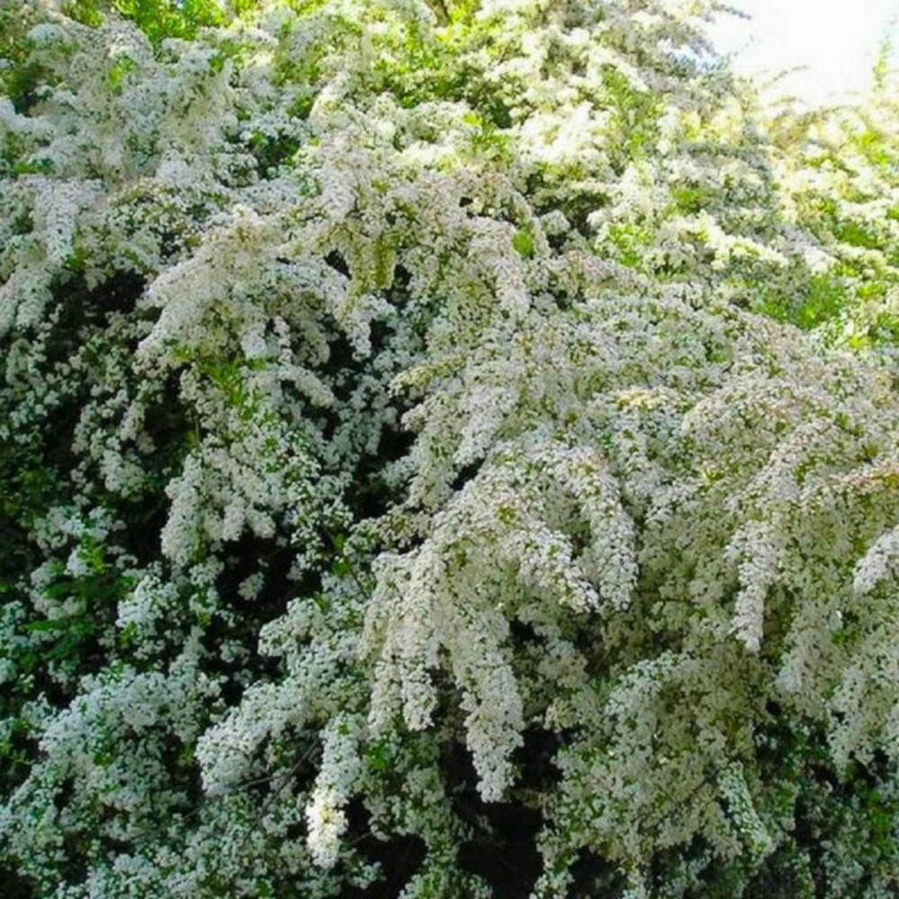 PYRACANTHA SOLEIL OR GF H13A25-(766589)