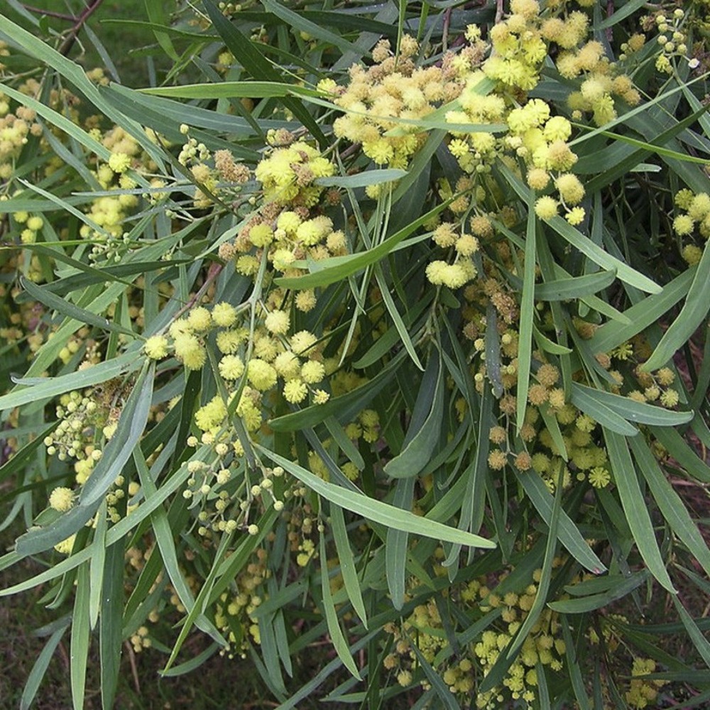 Mimosa des 4 saisons pot de 2l/3l