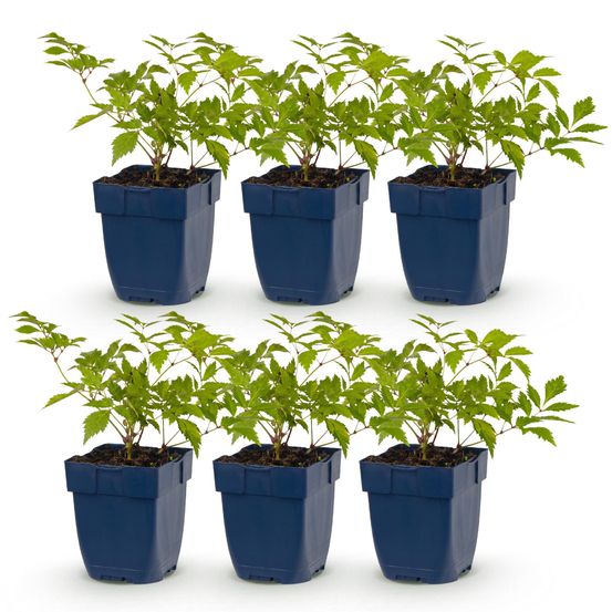 Astilbe - lot de 6 - pot 11 cm - hauteur 25 cm - plante d'extérieur