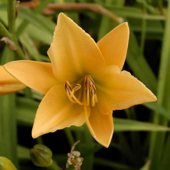 Hémérocalle yankee clipper lot de 5 godets