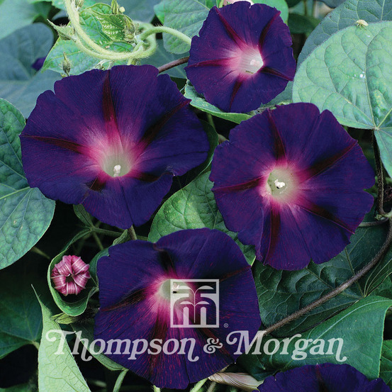 Volubilis 'star of yelta' le sachet de 30 graines environ (1g)