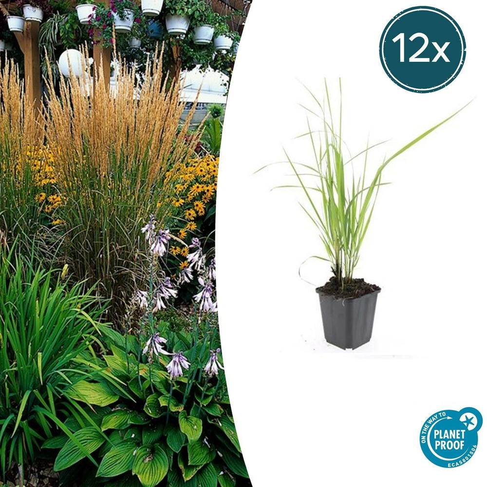 Calamagrostis acutiflora 'karl foerster' x12 – entre 0,75 et 1m2