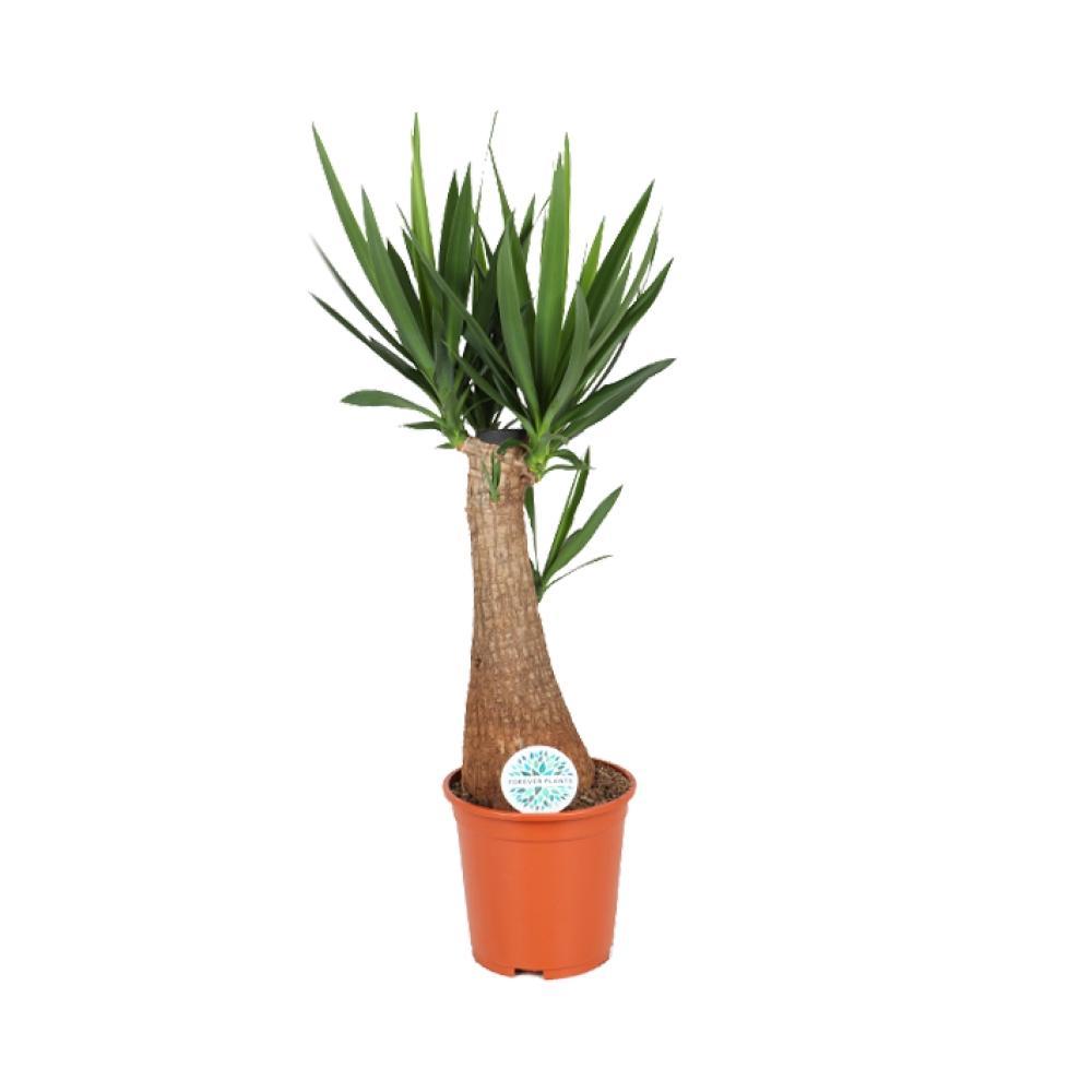Plante d'intérieur - yucca 105.0cm