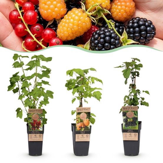 Groseillier assortiment - pot 15 cm - hauteur 50 cm - plante d'extérieur