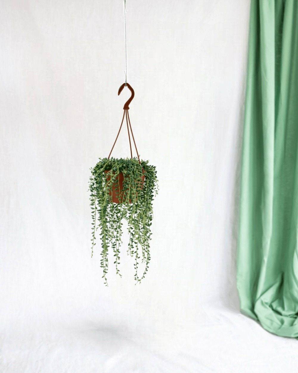 Senecio herreianus 20cm - plante d'intérieur