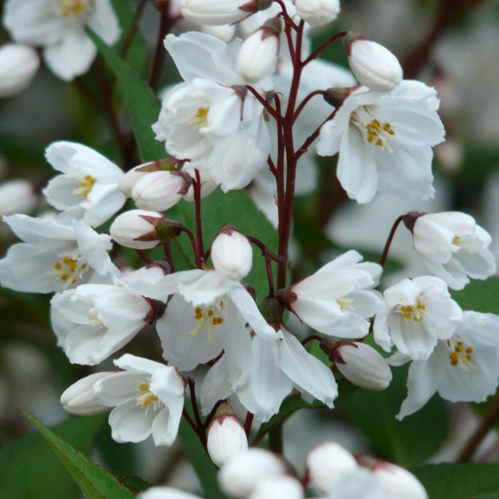 Deutzie magnifica, deutzia pot de 4l - 40/60 cm