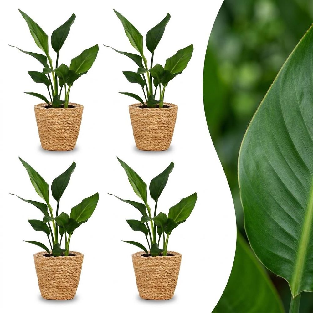 Strelitzia reginea - oiseau de paradis - pot de 12cm - plantes d'intérieur