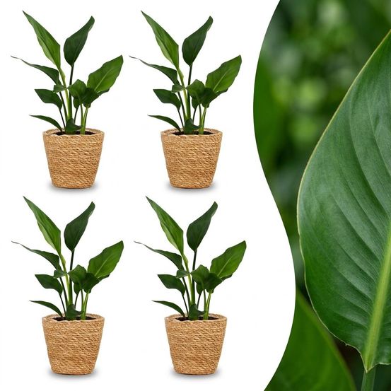 Strelitzia reginea - oiseau de paradis - pot de 12cm - plantes d'intérieur