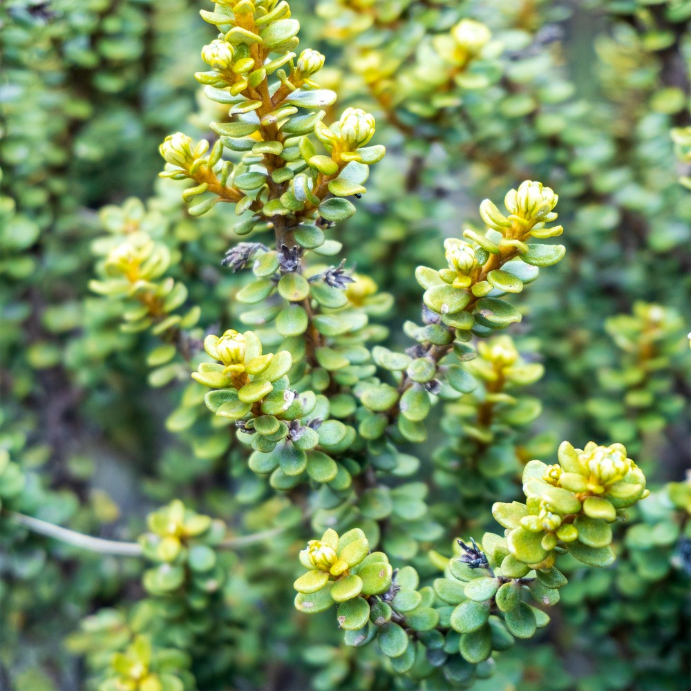 Olearia nummulariifolia - le pot / 2l / hauteur livrée 15-20cm