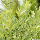 Salix chaeno. Mount aso c.4l