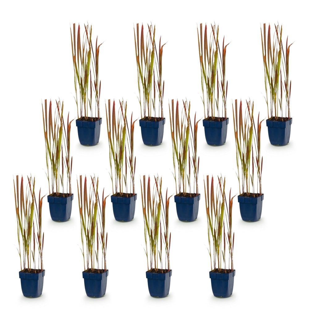 Imperata 'red baron' - lot de 12 - pot 11 cm - hauteur 25 cm - plante d'extérieur