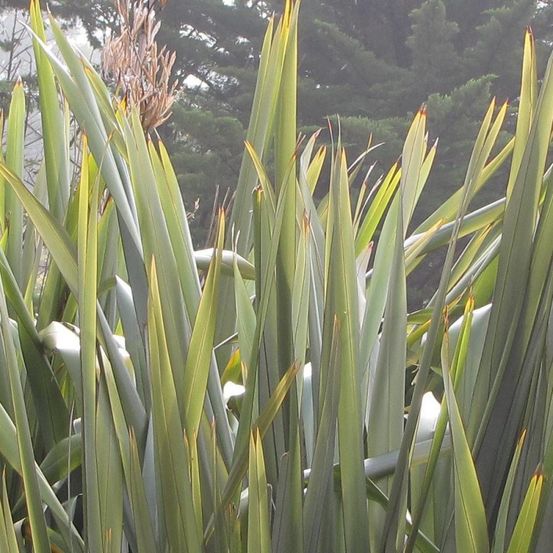 Lin de nouvelle-zélande tenax, phormium pot de 4l - 40/60 cm