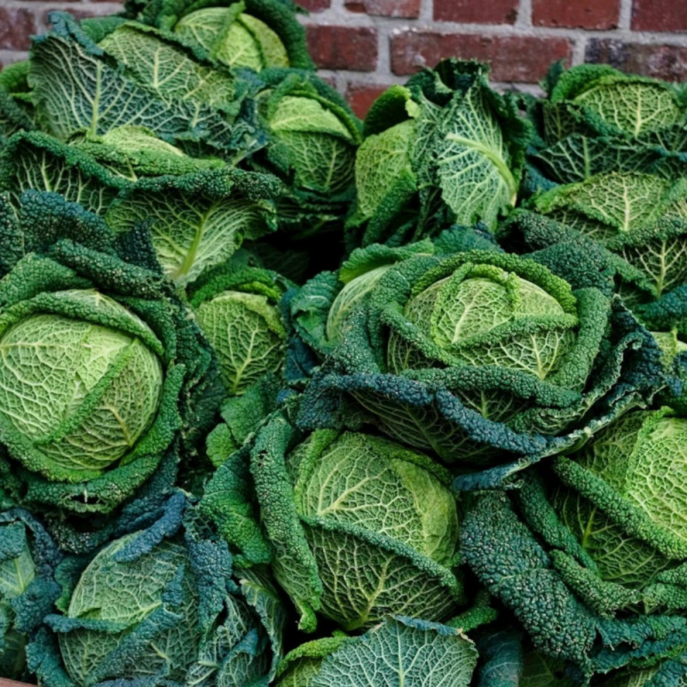 Plants de chou de milan manon hf1 barquette de 6 mottes