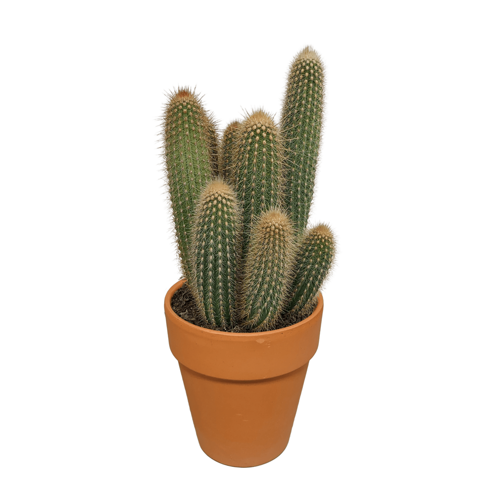 Vatricania guentheri et son cache-pot terracotta h40cm - cactus d'intérieur
