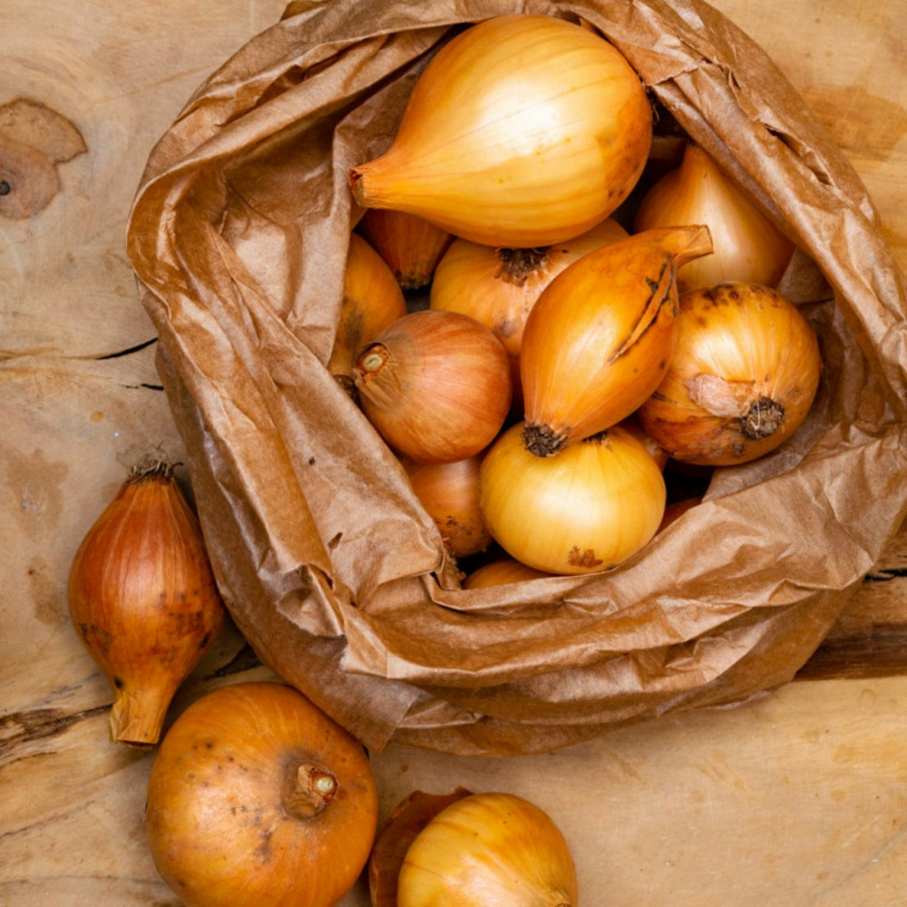 Setton bulbes d'oignons a repiquer 500gr