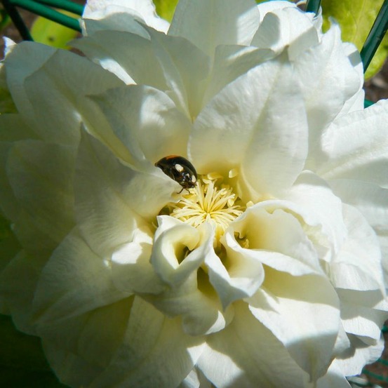 Clématite hybride delphine 'cov'