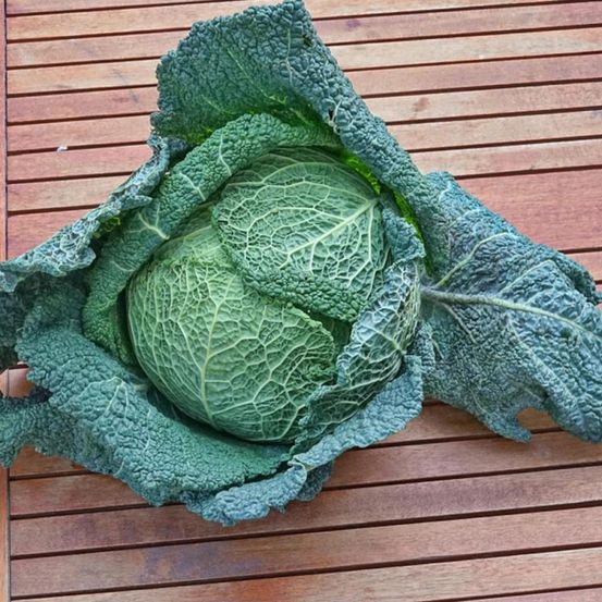 Plants de chou de milan alaska hf1 barquette de 6 mottes