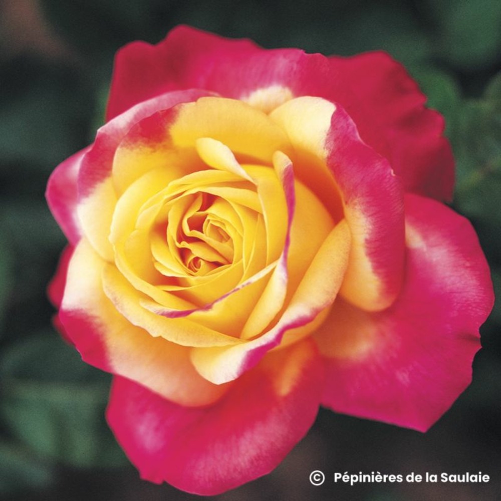 Rosier 'oriental peace' ®