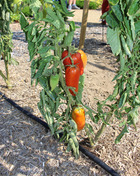 Plant de tomate allongee andine cornue ab bio pot 0,5 l