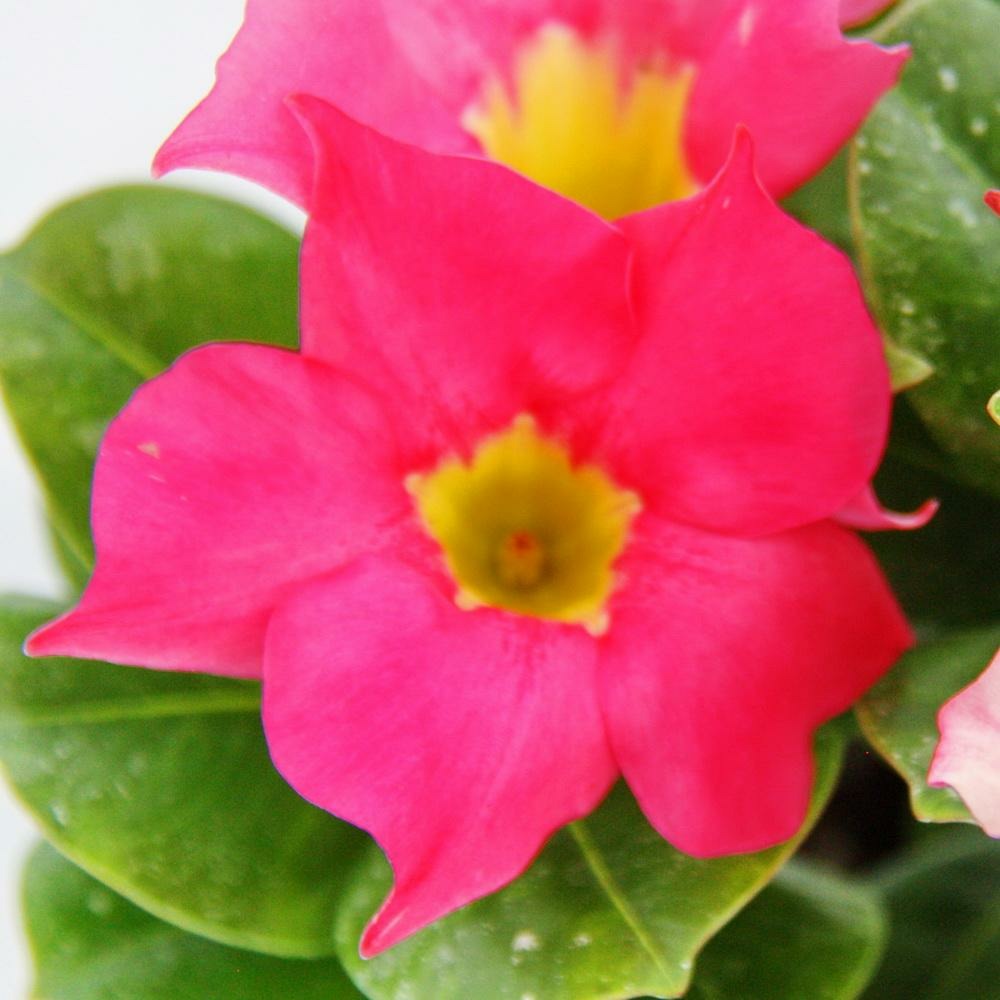 Dipladenia - jasmin du chili - pot 9cm - 1 plante - rose