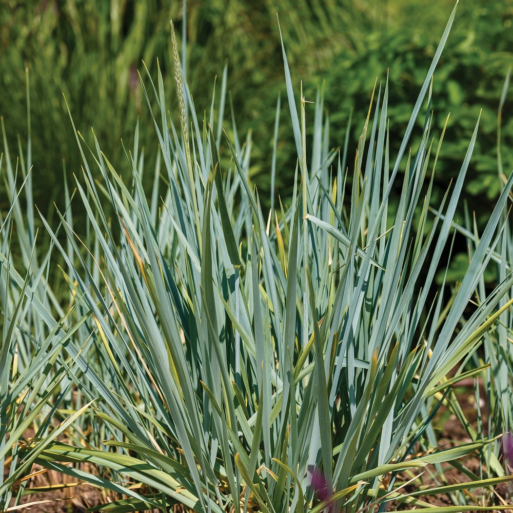 Seigle de mer blue dune - le pot / ø 9cm