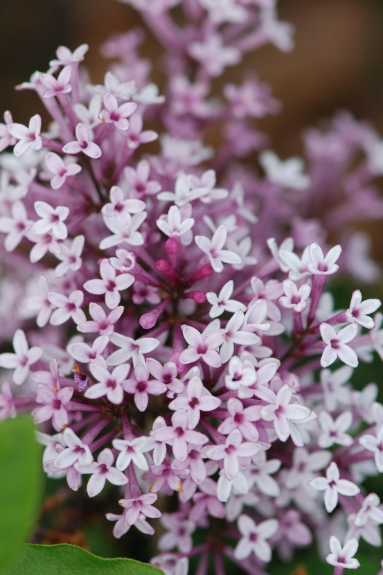 Lilas nain flowerfesta ? Pink' - en pot de 3 litres