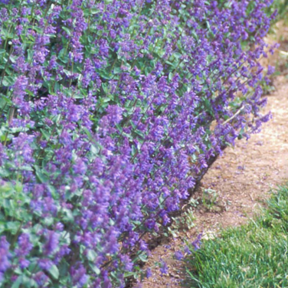 Herbe aux chats - menthe des chats six hills giant, nepeta godet - 5/20 cm